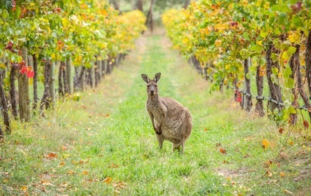 A Coast-to-Coast Guide to Australia’s Best Wine Regions | afar.com | PUBLC